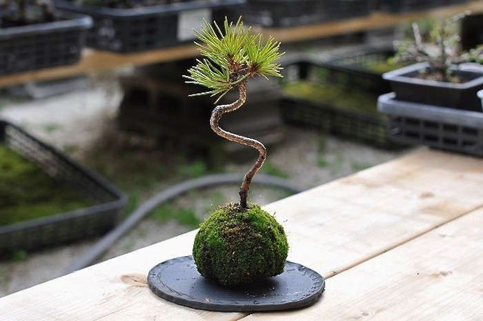 10 Easy Pieces: Kokedama Plants - Gardenista