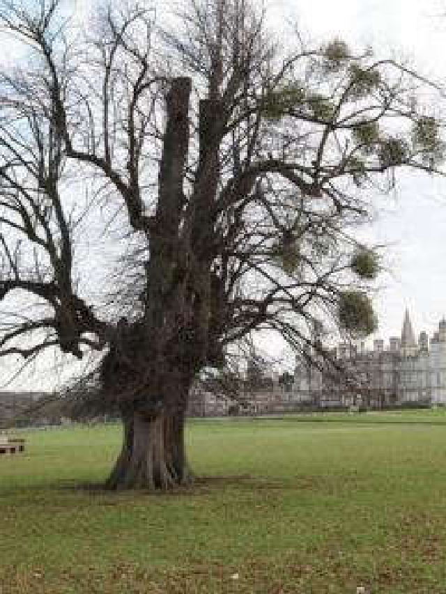 Holiday Aphrodisiac Why Mistletoe is Welcome at Parties