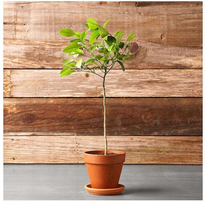 IndoorLemonTree(I'llTakeTwo)-Gardenista