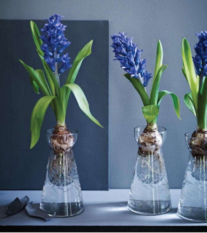 ATrioofGlassVasesforForcingBulbs-Gardenista