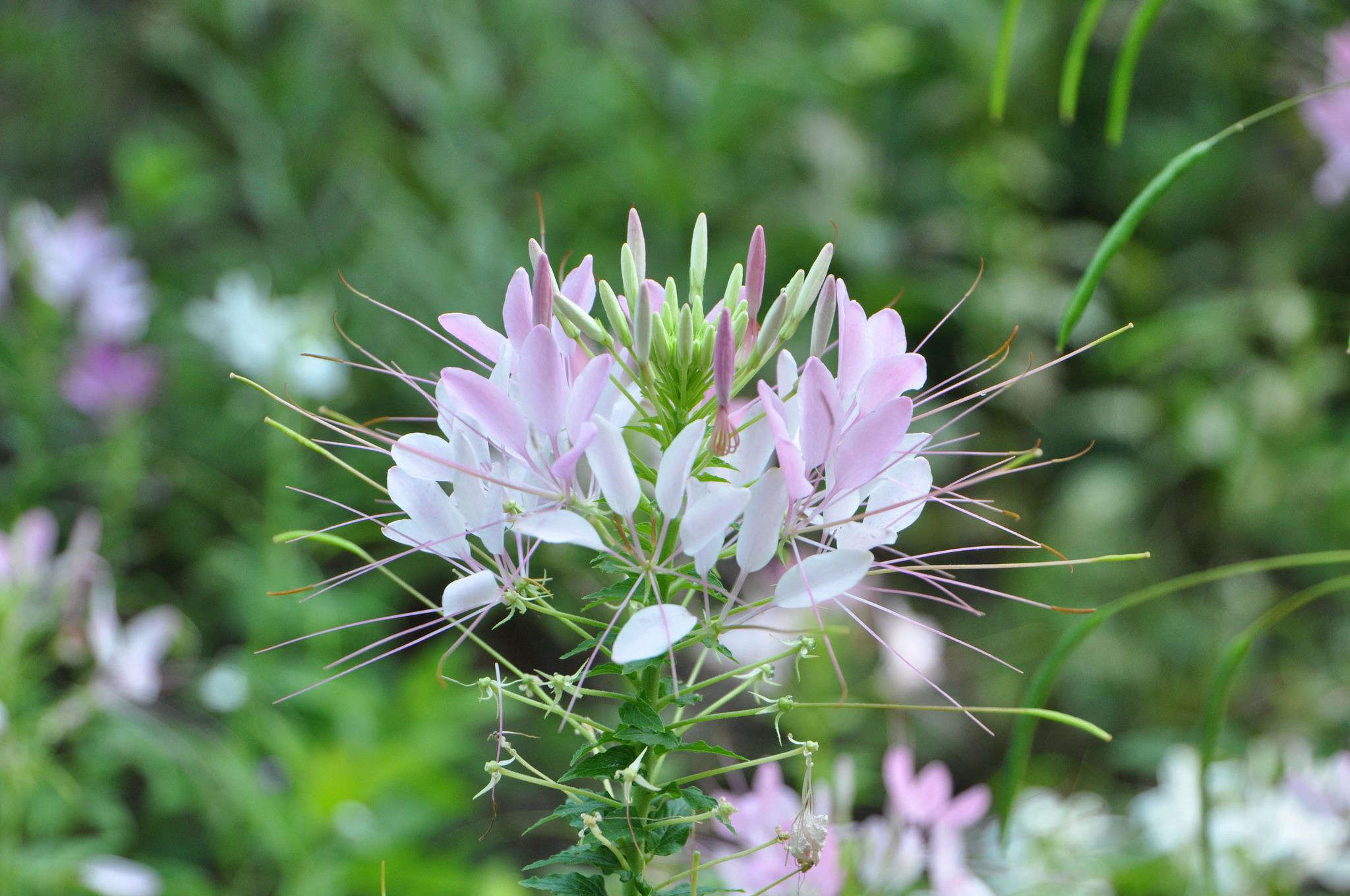 5Favorites:InstantGratificationBlooms-Gardenista