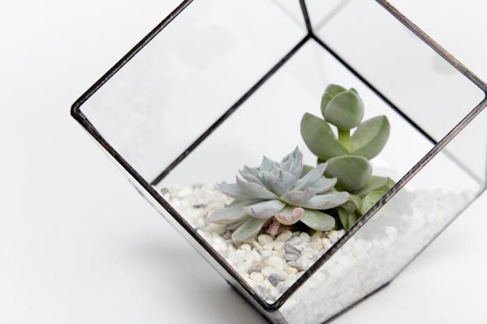 Cube Succulent Terrarium Kit