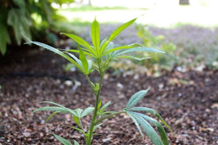 GrowingGuide:11EssentialTipstoGrowYourOwnMarijuana-Gardenista