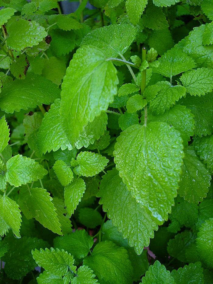 LemonBalm:WeedorWonder?-Gardenista