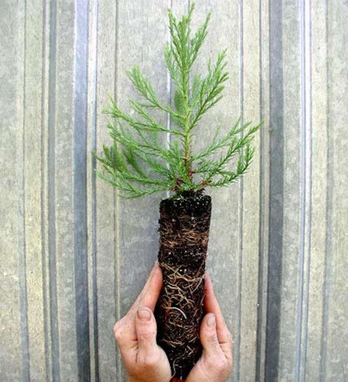 A(Tiny)GiantSequoiaTree-Gardenista