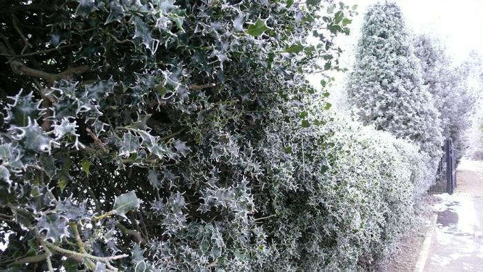 5Favorites:BritStyleGardenHedges-Gardenista