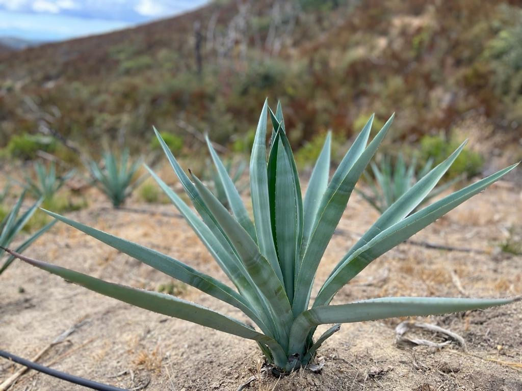 AgaveTequilana:HowtoGrowBlueWeberAgave