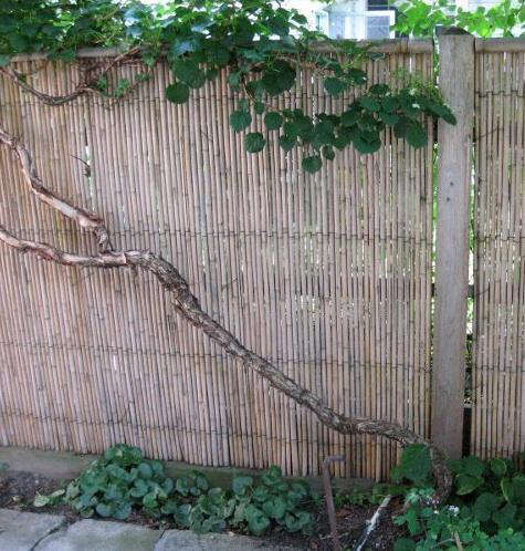 Outdoors:InstantBambooFencing-Remodelista