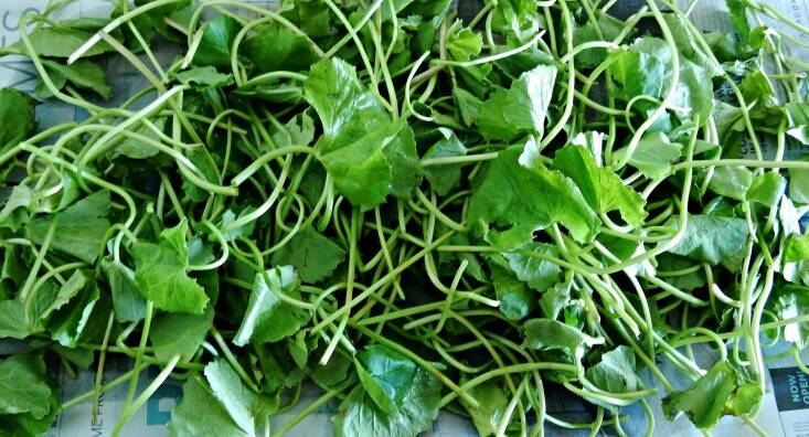 Gotu kola leaves can be harvested for salads. Photograph by Dennis Sylvester Hurd via Flickr.