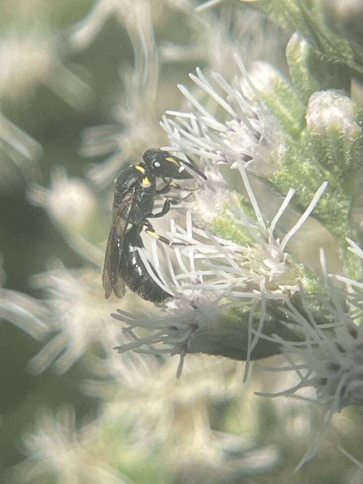 These tiny masked bees are solitary, nesting in twigs and stems. Since theyâre so small, they prefer small flowers, even âones we might not really notice, like those found in an alternative lawnâ says Kornbluth. Because of their size, they can go deep inside flowers to get nectar. Not particularly hairy, they donât carry pollen on their bodies, like other bees, but carry it in their ââcrop,â the upper part of the digestive tract.â This masked bee was spotted foraging on snakeroot in Bishopâs garden.Â 