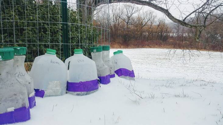 If you choose to winter sow using milk jugs, be sure to fill each with at least three inches of soil. Photograph by SK via Flickr.