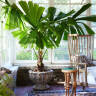 Greatest Hits 2024: Move Over, Monstera—The Year's New Houseplant Trends