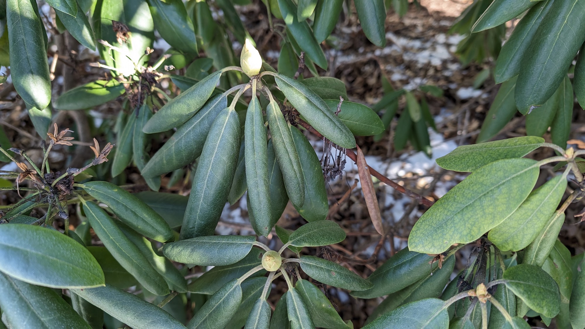 Why Rhododendrons' Leaves Curl within the Winter Ask Arena