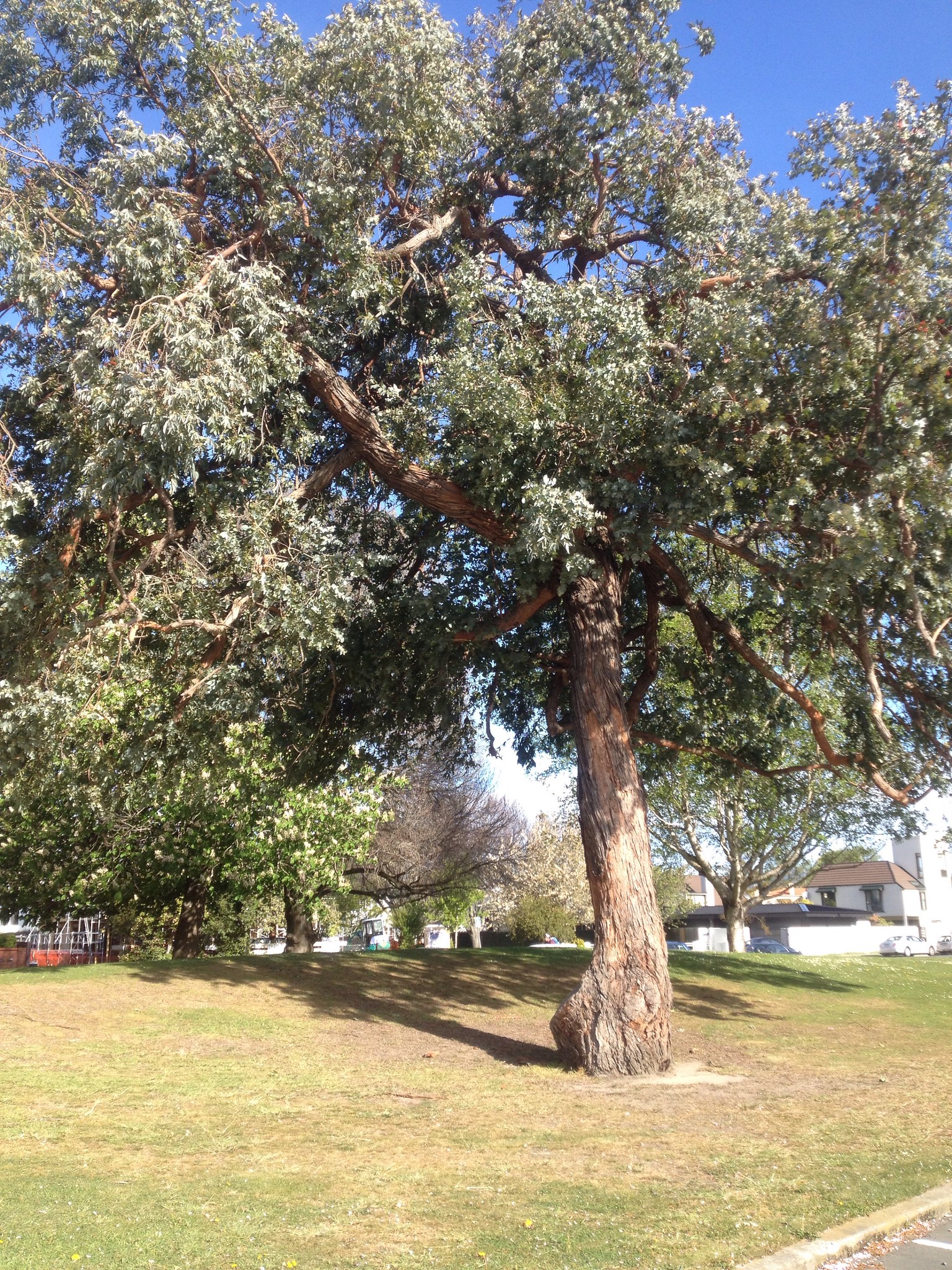 Silver Dollar Tree: Everything You Need to Know About Eucalyptus Cinerea