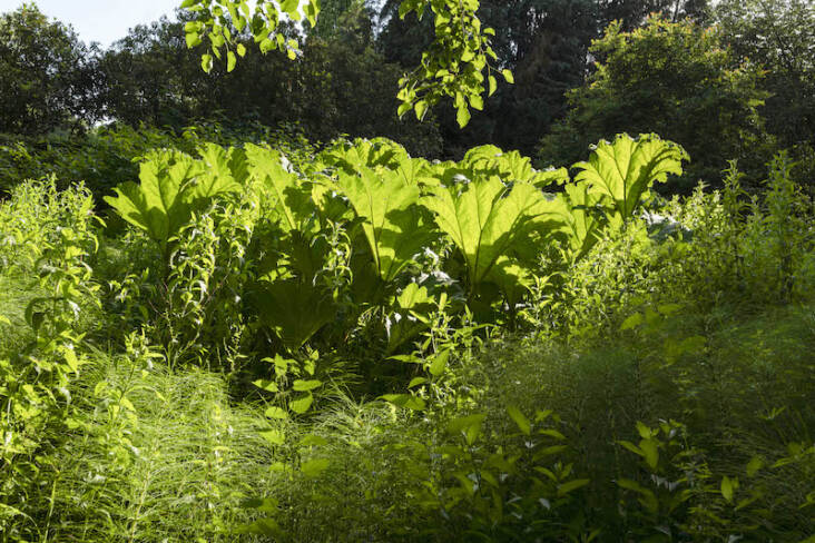 The gunnera patch in Tom Berington&#8217;s historic family home in Worcestershire. Photograph by Tom Berington.