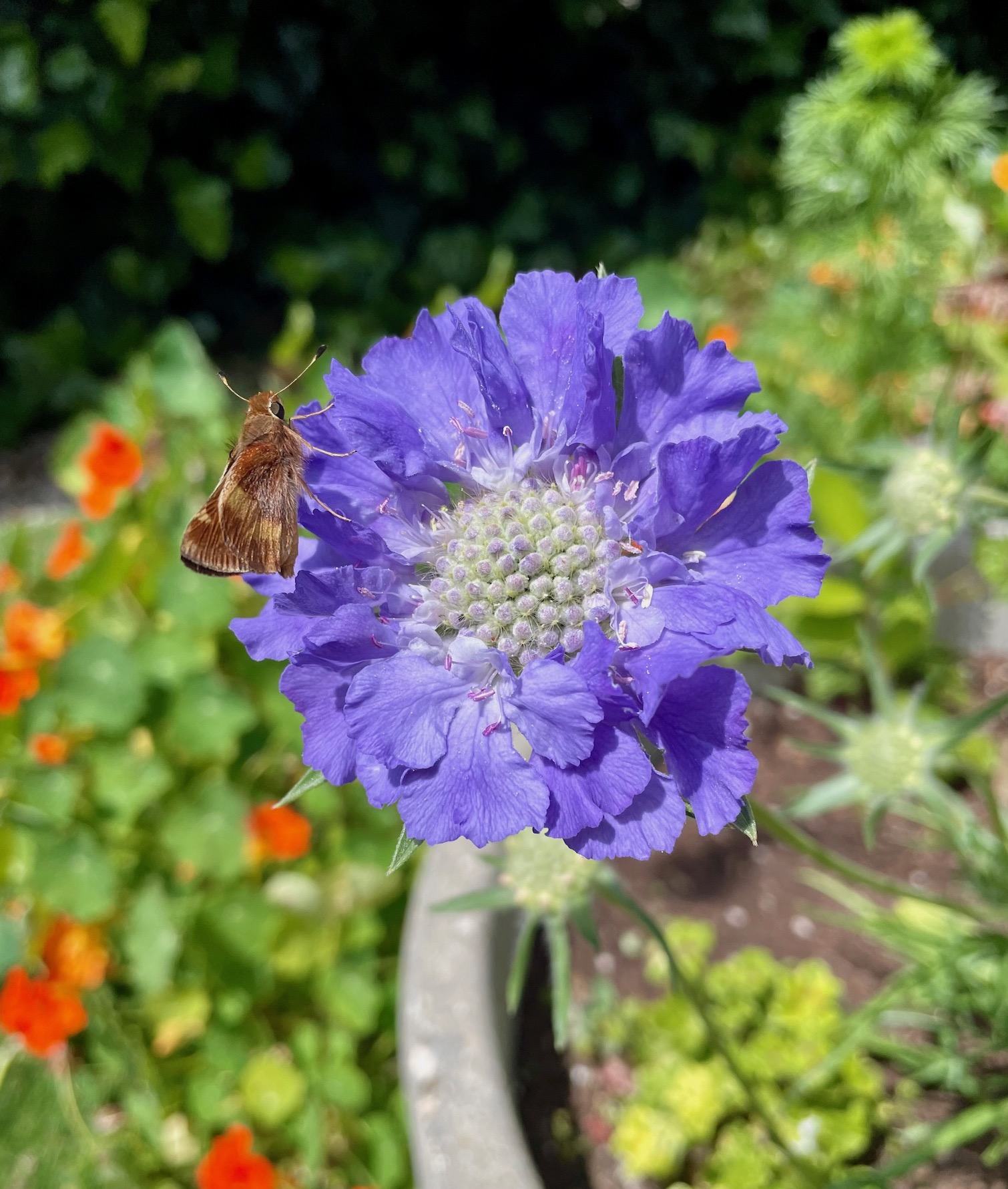 Best Blue Flowers To Grow In The Garden My Favorite Blue Perennials And Annuals