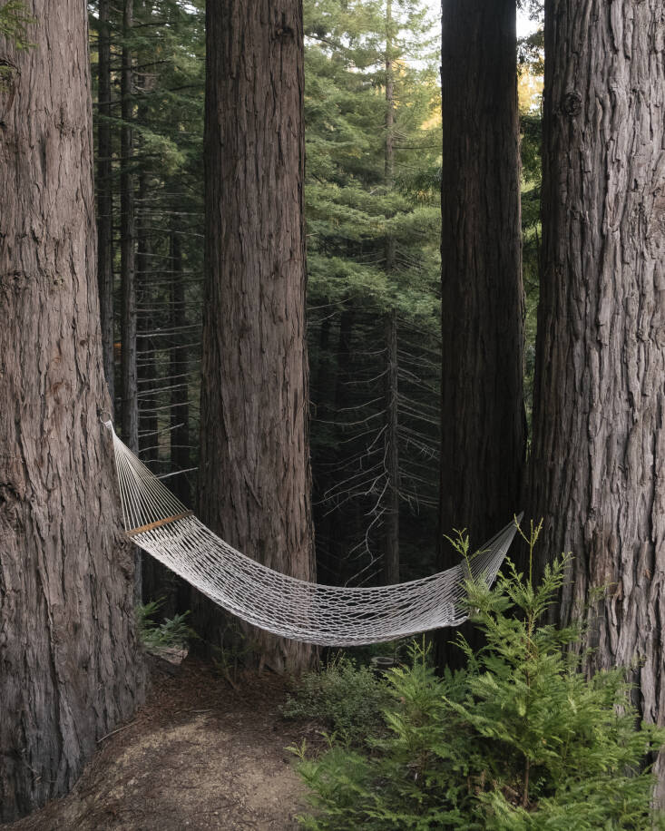Between two redwoods, a hammock for rest and contemplation.