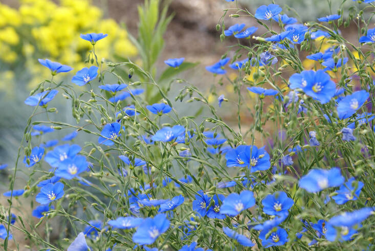Blue flax&#8\2\17;s five-petaled flowers range from a pale blue to a bright cerulean. Photograph by Debbie Ballentine via Flickr.