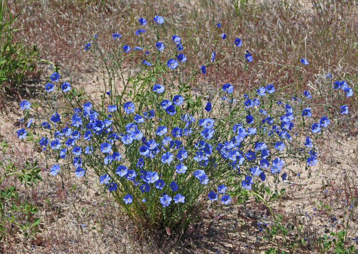 Once established, one blue flax plant can generate many, many petite flowers. Photograph by Philip Bouchard via Flickr.