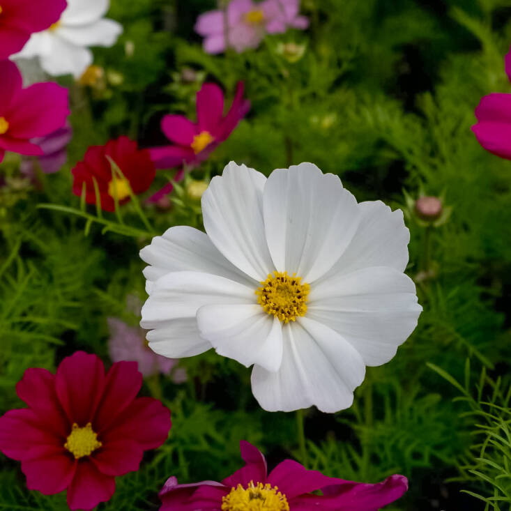Tall and wispy, cosmos add movement in addition to color to your garden. Their feather-like foliage moves in the slightest breeze. Another bonus is they don’t mind the heat and deer don’t like them. In New Jersey, they are planted on highway medians for beautification.