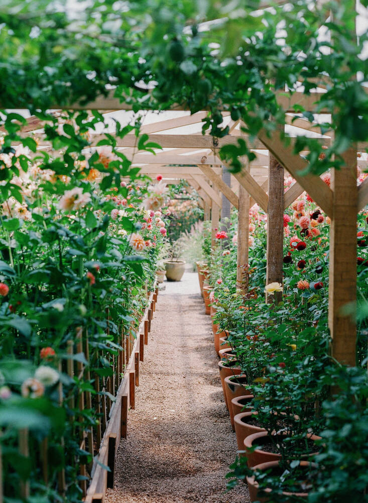 Rows of potted dahlias await patiently to be harvested and transformed into beautiful bouquets.