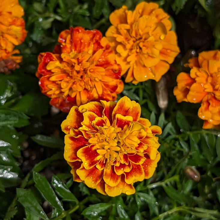 Marigolds are another happy flower that can do double duty as both a cheery welcome in a container on your front steps and an insect repellent in the vegetable garden.When their blooms fade, you can use the petals to make dye. (See 5 Flowers to Grow for a Starter Natural Dyes Garden.)
