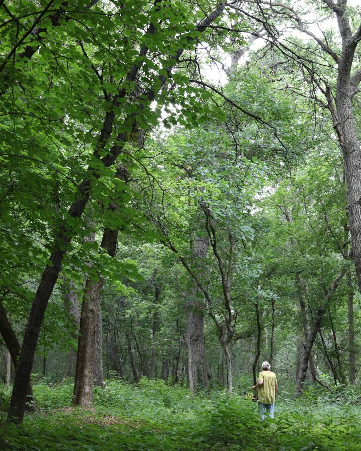 Mary Jo in her element. In a recent talk she gave at the New York Botanical Garden, Mary Jo confided she often sets out on morning walks with a coffee cup in hand and uses that as her collecting receptacle.