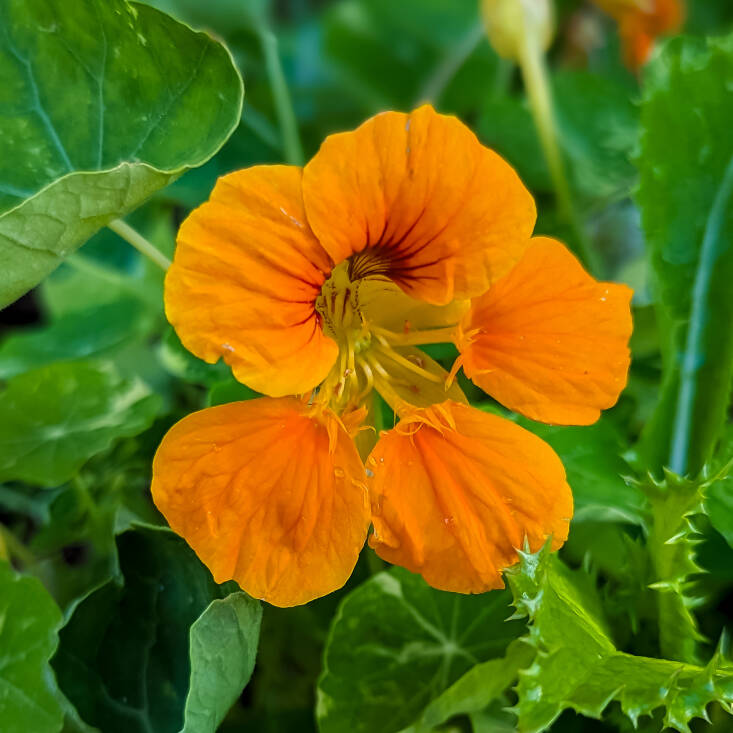 Nasturtiums come in at first place for their ability to bloom in as little as a month after sowing. Cheerful, edible flowers, they&#8217;re loved by bumble bees and available in different shades of red, orange, yellow, and a mix of the three colors. Plant in your garden beds as a green mulch under tomatoes.