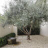 10 Things Nobody Tells You About Olive Trees