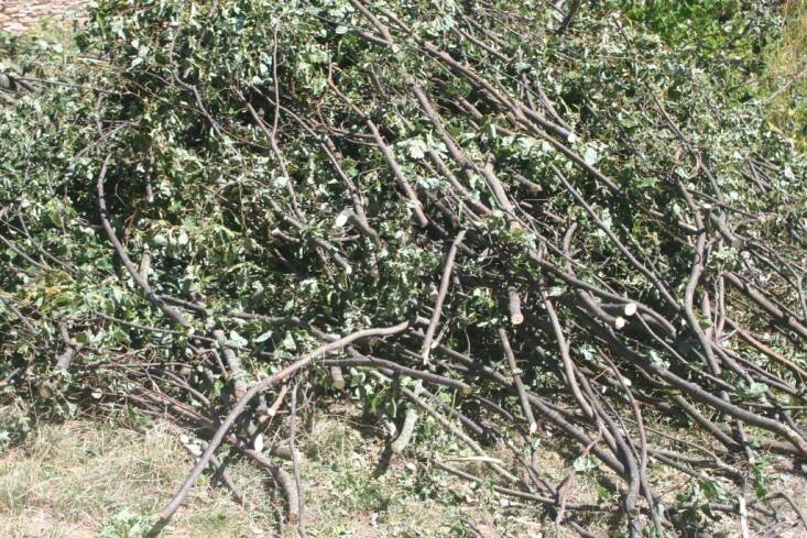 Branches from a lime tree, ready for the wood chipper. Photograph by Arpent Nourricier via Flickr.