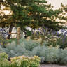 10 Garden Ideas to Borrow from the Landscape at Silver Sands Motel in Greenport, NY