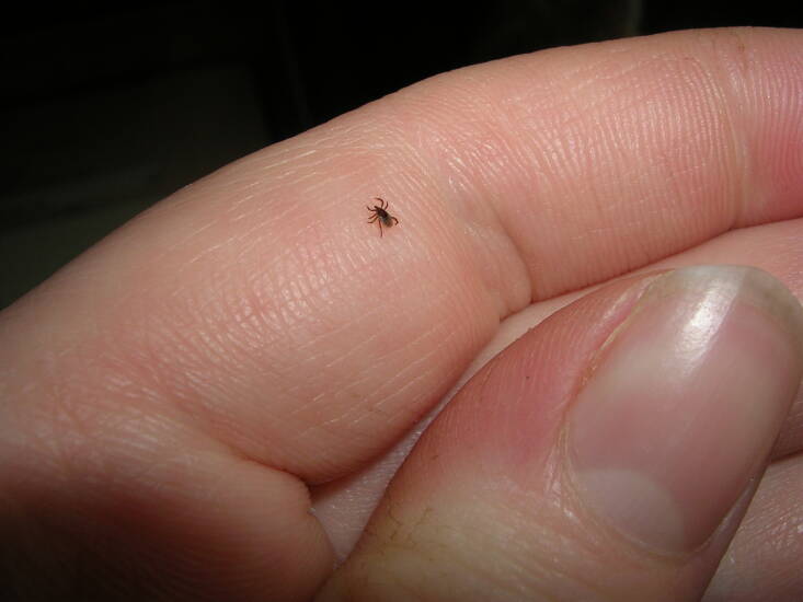 A tick when it&#8217;s at nymph stage is teeny-tiny. Photograph by R. Kriatyrr Brosvik via Flickr.
