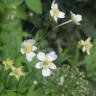 15 Favorites: Native White Flowers for a Garden that Glows