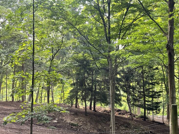 “One of our newly converted silvopastures shows how we created berms from debris,” explains Logan. “The berms will help slow stormwater as the silvopasture gets established with more native savannah and pasture grasses, as well as the native seed bank that was suppressed by invasive plant species.”