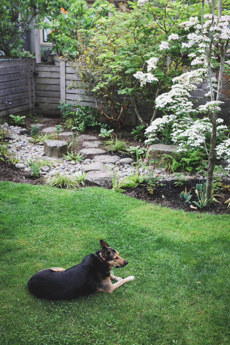 Sara&#8217;s dog Shasta enjoys the lawn bordering the river bed that winds and weaves through the back.