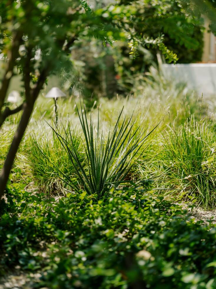 The ground cover seen here is Ceanothus griseus or &#8\2\20;Yankee Point&#8\2\2\1; paired with Sesleria &#8\2\20;Greenlee Hybrid&#8\2\2\1; grasses. Photograph by Austin John for Finca Glenfeliz.