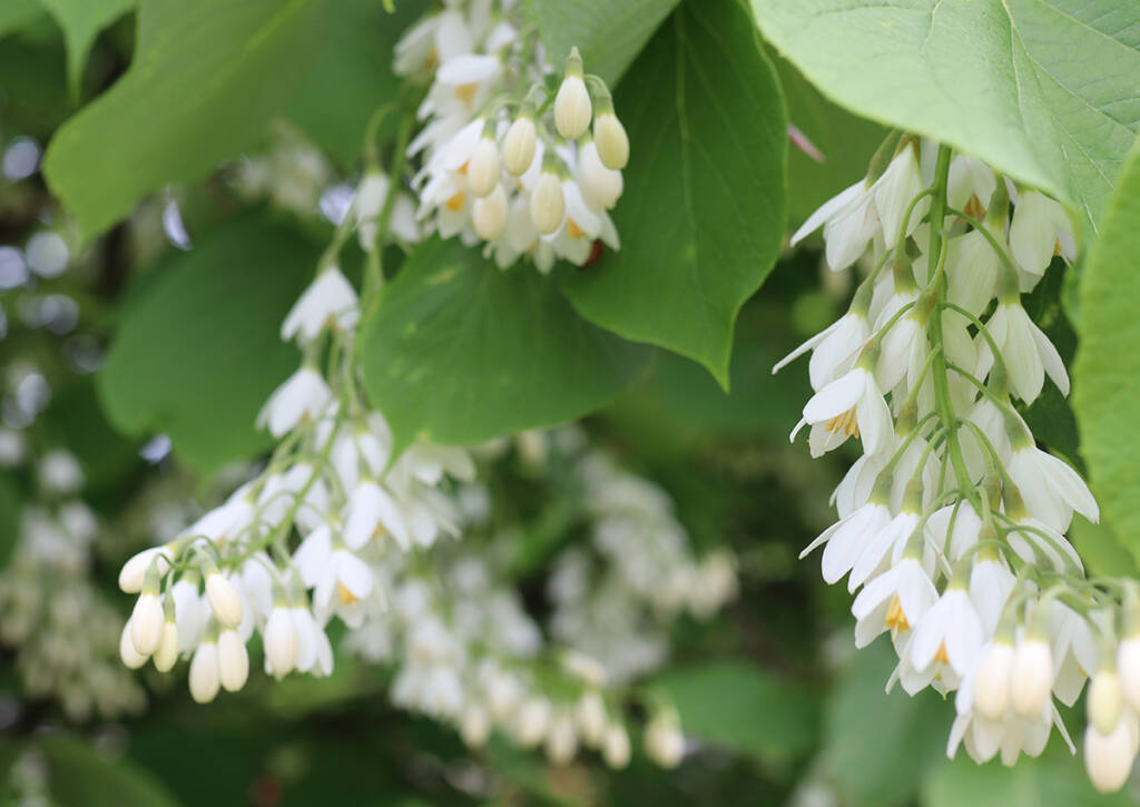 Fragrant Snowbell: A Shrub With Scented Flowers That Make A Delicious 