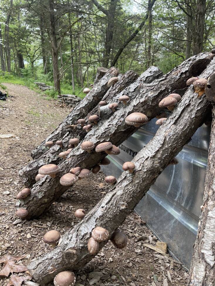 Logan and her team seed mushrooms in logs from the farm.