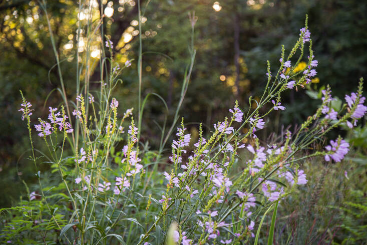  Above: P. angustifolia is seen here in Norris’s prairie garden. He grew the plant from seed, which is available through Prairie Moon and Missouri Wildflowers Nursery. Photograph courtesy of Kelly D. Norris.