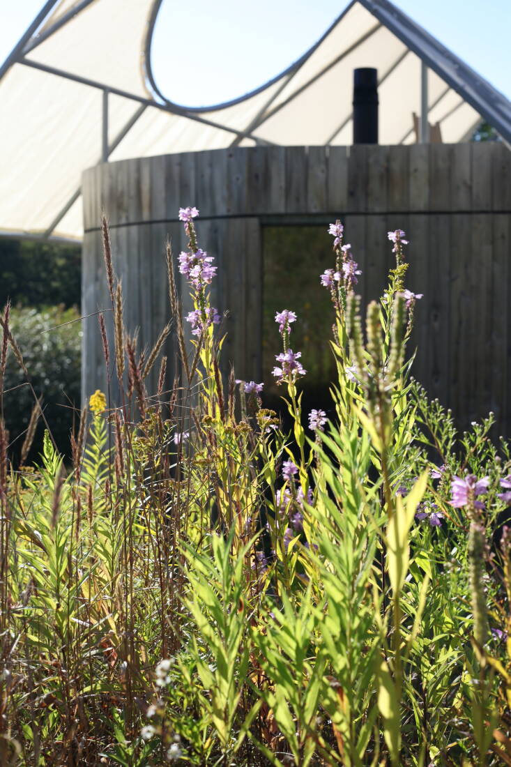  Above: Angell included Physostegia in a wet meadow restoration project. Architecture shown is by Future Expansion. Photograph courtesy of Angell Landscape Architecture.