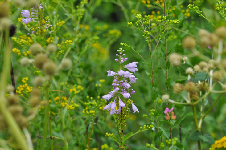 Often mistaken for snapdragon, obedient plant is actually a member of the mint family.