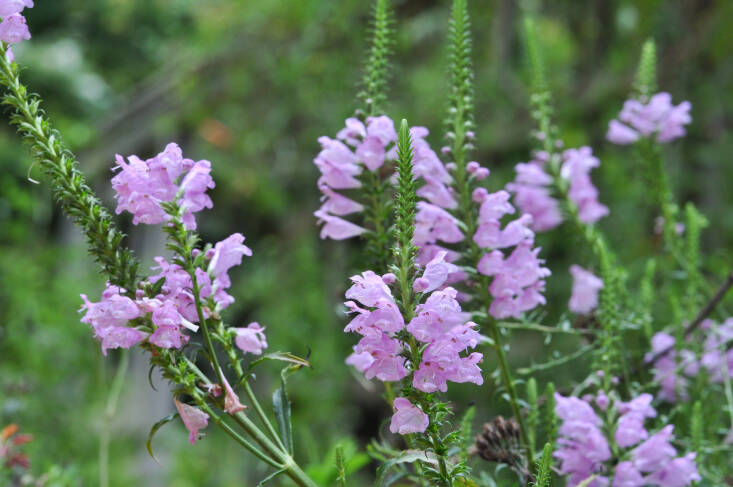 Physostegia virginiana at the North Carolina Botanical Garden.