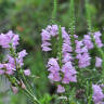 Gardening 101: Obedient Plant