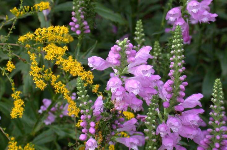  Above: Physostegia virginiana grows next to &#8\2\16;Solidago rugosa &#8\2\16;Fireworks&#8\2\17; in the Piedmont habitat of North Carolina Botanical Garden. 