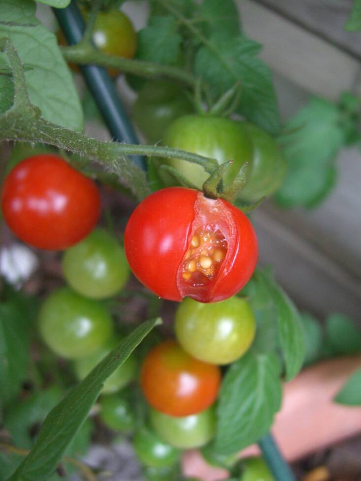 A split cherry tomato after heavy rains. Photograph by Alpha via Flickr.