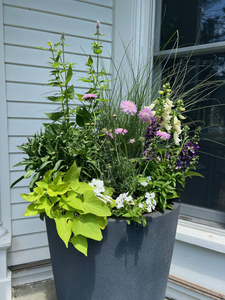 Susan Nock, a Boston-based garden designer with a specialty in container gardens, filled a large pot with tall grass, agastache, foxglove, daisies, scabiosa, verbena, angelonia, and sweet potato vine for a dynamic, pollinator-friendly design. Photograph by Susan Nock.