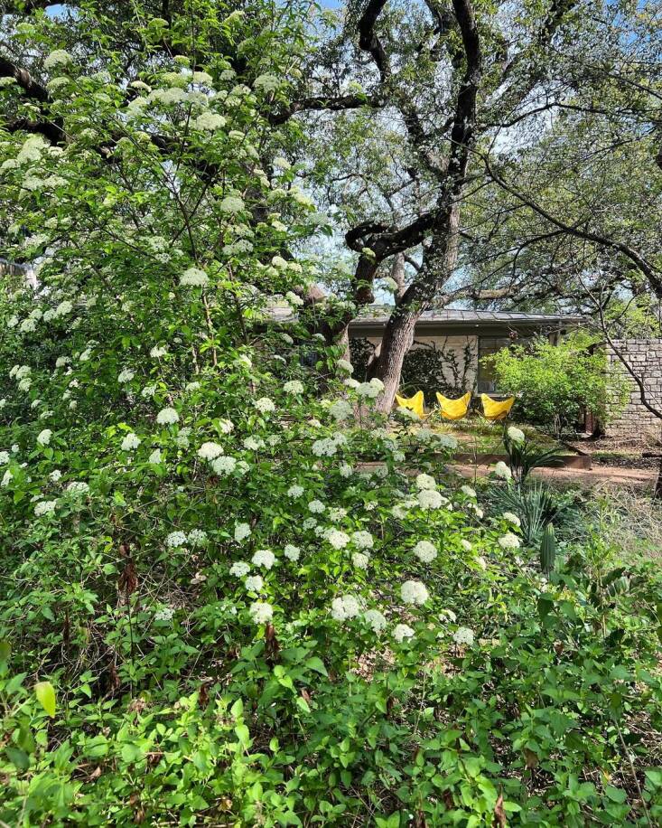 A Rusty Blackhaw in bloom on Christine&#8\2\17;s property. Photograph by Christine Ten Eyck.