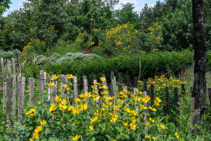 Sunny yellow oxeye sunflowers (Heliopsis helianthoides), which are attractive to hummingbirds, bloom in Hammock Grove, which the park calls a “sunny ten-acre space that is home to \1,\200 new trees, play areas, and dozens of hammocks.” Photograph by Julienne Schaer.