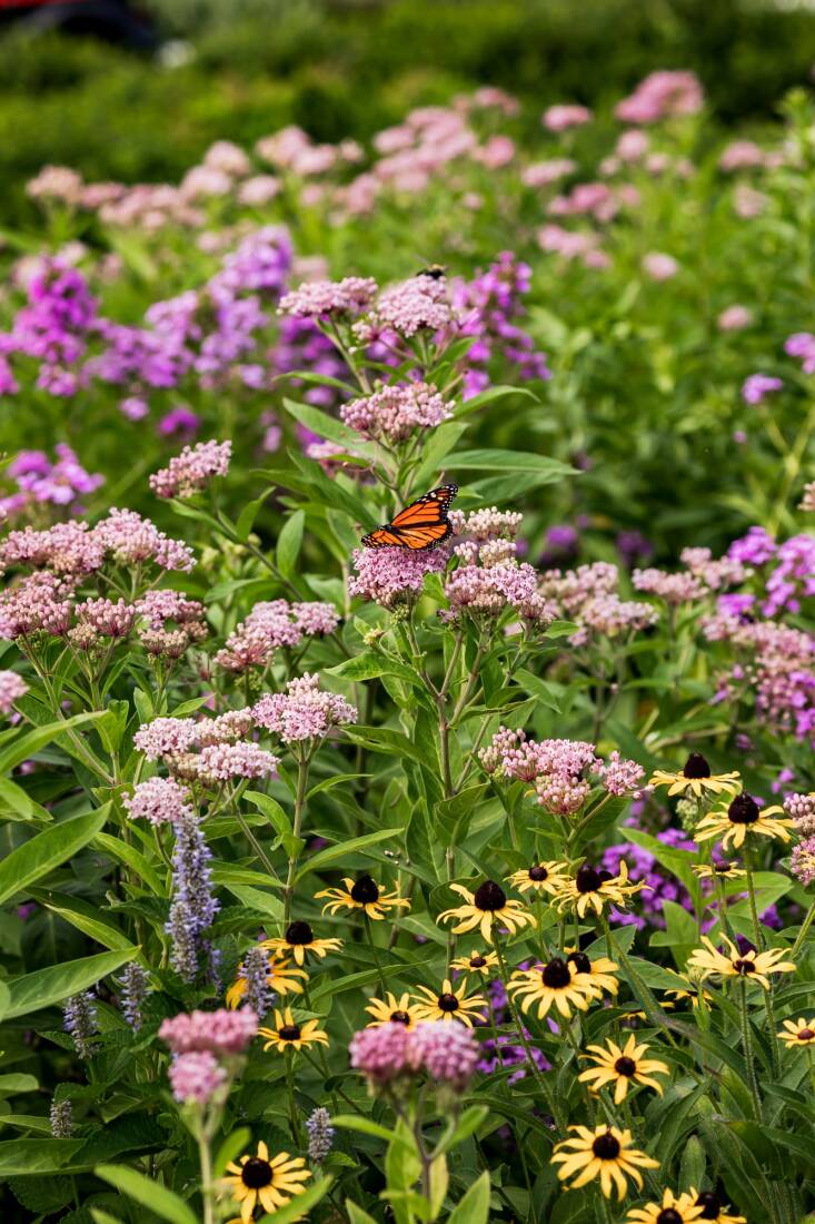  Governors Island is doing what they can to help increase the dwindling monarch population by planting milkweed, the insect&#8217;s main food source. Here, in the milkweed demonstration garden in Liggett Terrace, several different pollinator-friendly native plants grow together including Asclepias tuberosa (Butterfly weed), Asclepias incarnata (Swamp milkweed), Agastache foeniculum (Anise hyssop), Phlox paniculata &#8216;Jeana&#8217; (Garden phlox), and Echinacea purpurea &#8216;White Swan&#8217; (Coneflower). 