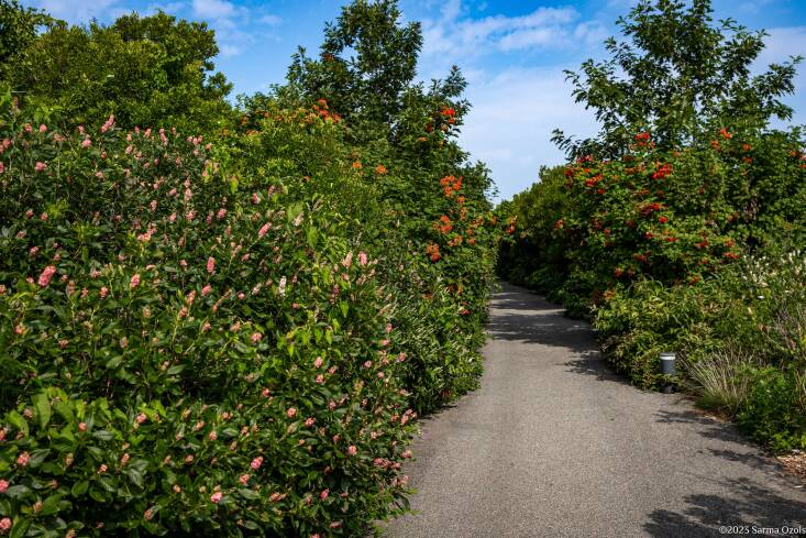 When you walk along the pathways on the 70-foot high Outlook Hill, you’re immersed in plants like the fragrant native shrub Clethra alnifolia &#8216;Ruby Spice&#8217; (right) and the red fruiting Viburnum opulus (Guelder-rose). 